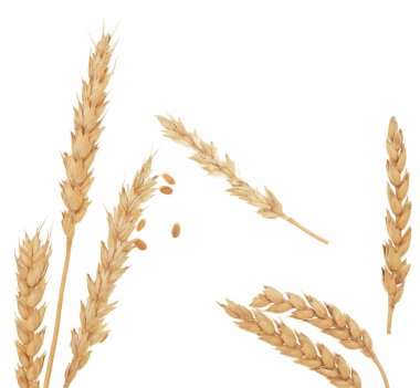 Beyaz arkaplanda buğday izole