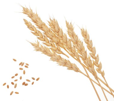 Beyaz arkaplanda buğday izole