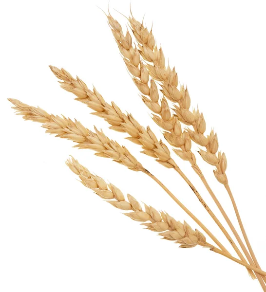 Wheat Isolated White Background — Stock Photo, Image