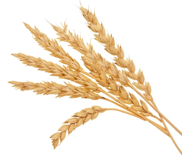 Pšenice Izolované Bílém Pozadí — Stock fotografie