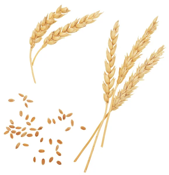 Weizen Isoliert Auf Weißem Hintergrund — Stockfoto