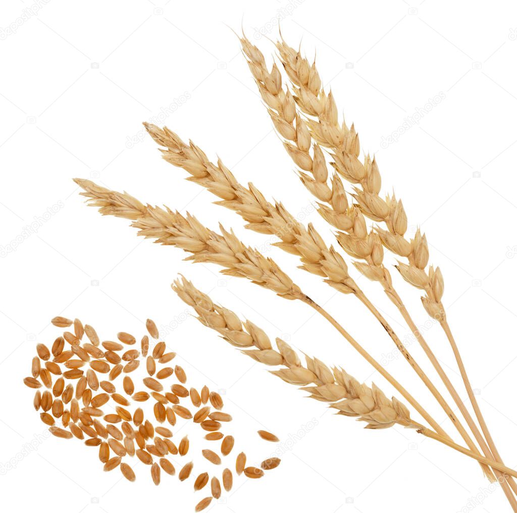 Wheat isolated on white background