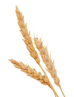 Beyaz arkaplanda buğday izole