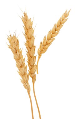 Beyaz arkaplanda buğday izole