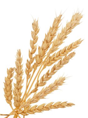 Beyaz arkaplanda buğday izole