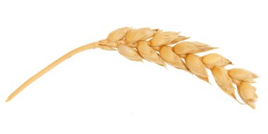 Buğday kulağı beyaz arkaplanda izole