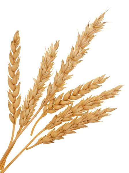 Weizen Isoliert Auf Weißem Hintergrund — Stockfoto