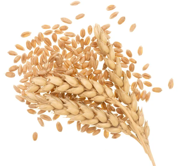 Wheat Ears Grain White Background — Stock Photo, Image