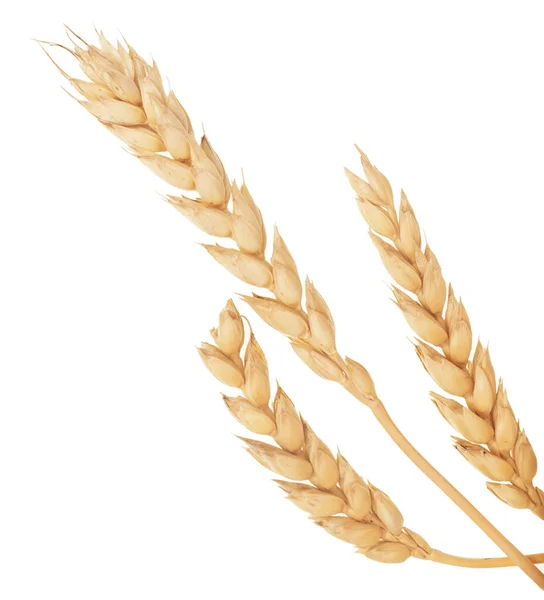 Pšeničné Uši Izolované Bílém Pozadí — Stock fotografie