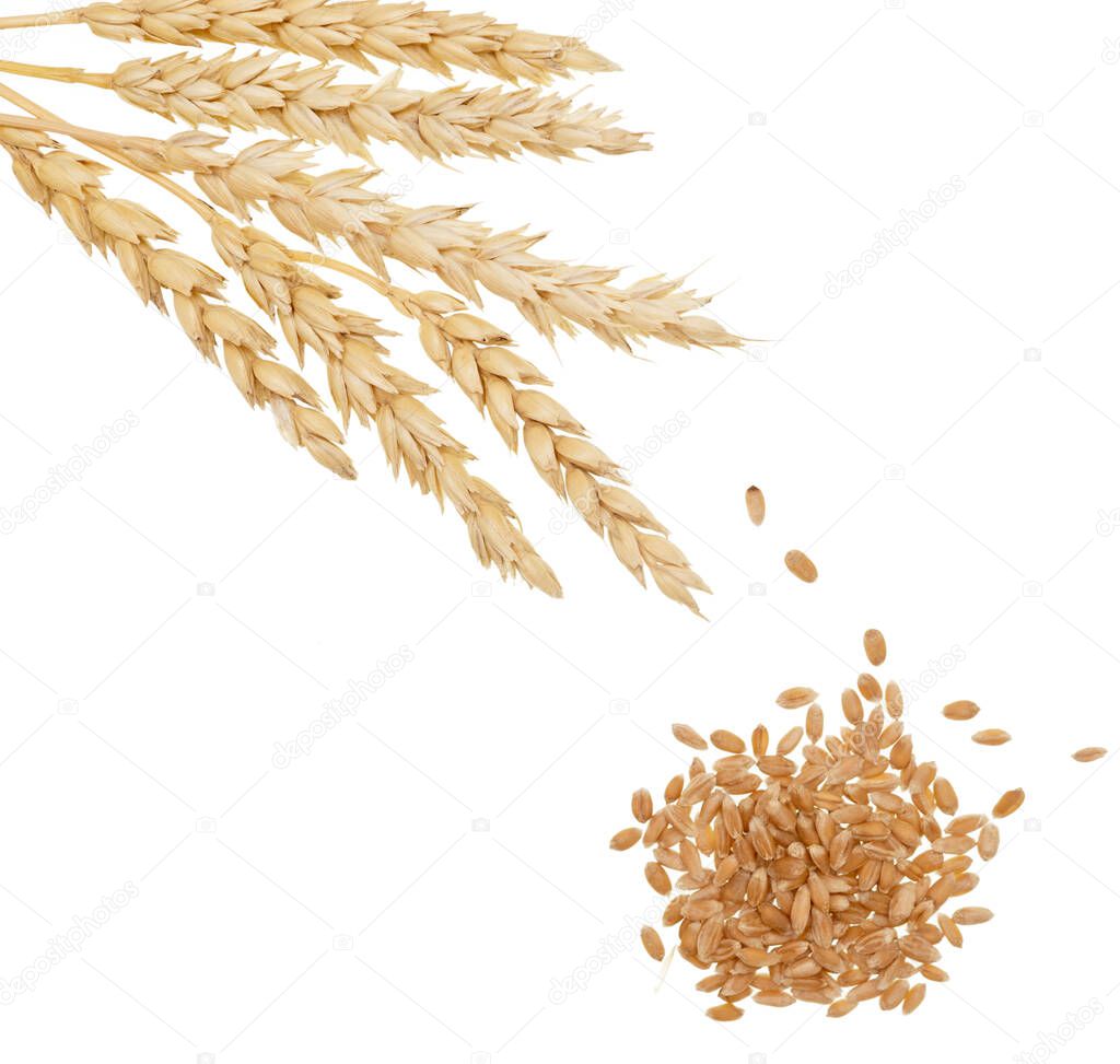 Wheat isolated on white background