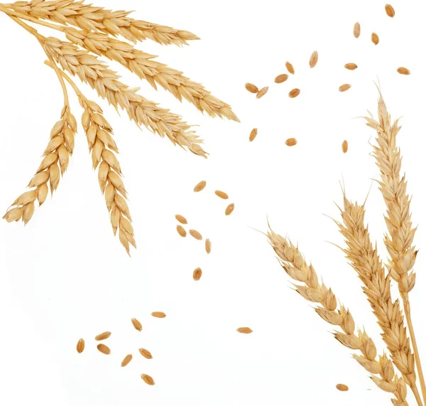 Пшеница Изолированы Белом Фоне — стоковое фото