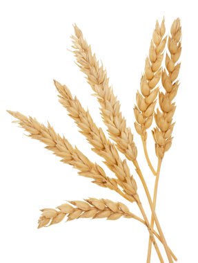 Beyaz arkaplanda buğday izole