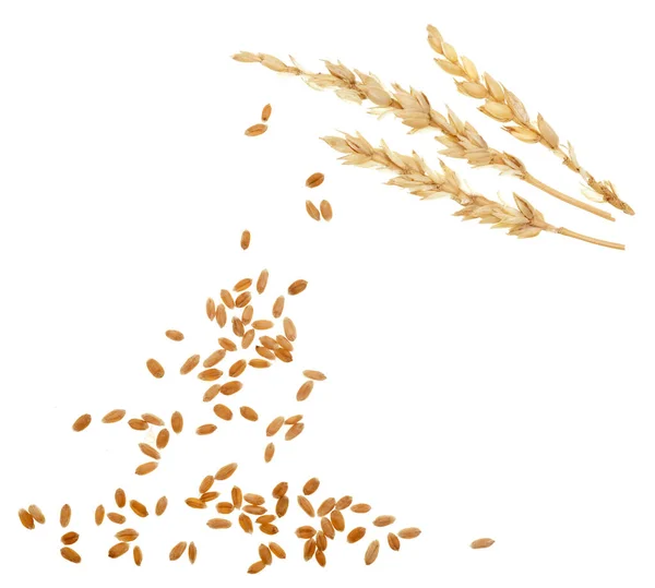 Wheat Isolated White Background — Stock Photo, Image