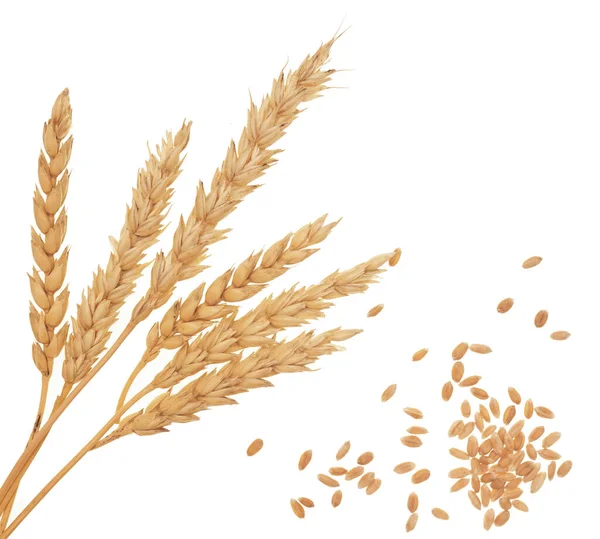 Wheat Isolated White Background — Stock Photo, Image