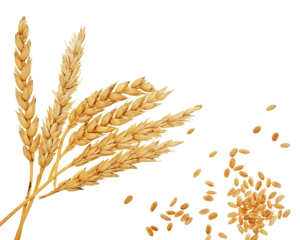 Пшениця Ізольована Білому Тлі — стокове фото