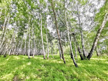 Yazın güzel huş ağaçları