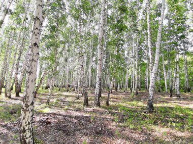 Yazın güzel huş ağaçları