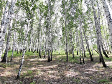 Yazın güzel huş ağaçları
