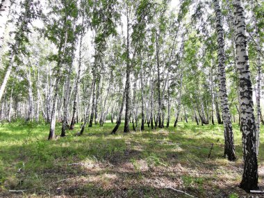 Yazın güzel huş ağaçları