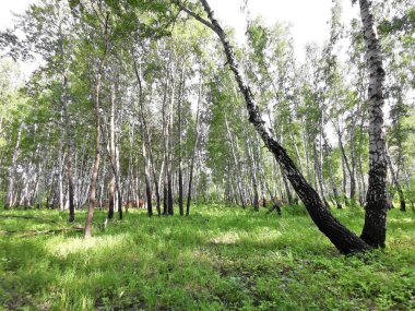 Yazın güzel huş ağaçları