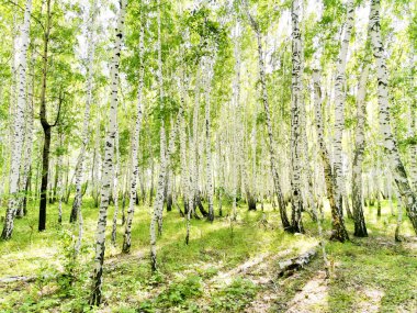 Yazın güzel huş ağaçları