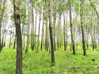 Yazın güzel ormanları