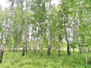 Yazın güzel huş ağaçları