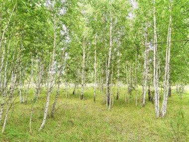 Yazın güzel huş ağaçları