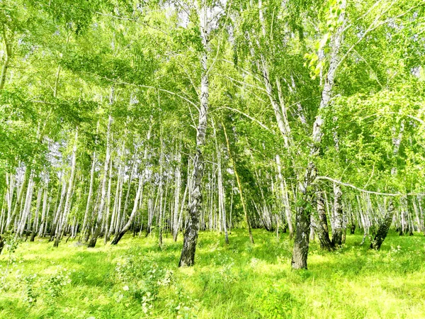 Vacker Björkskog Sommaren — Stockfoto