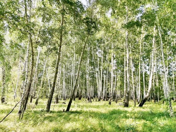 Gyönyörű Nyírfa Erdő Nyáron — Stock Fotó