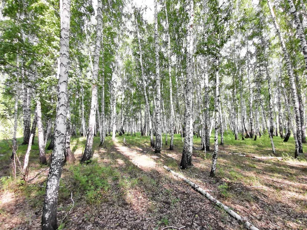 Vacker Björkskog Sommaren — Stockfoto