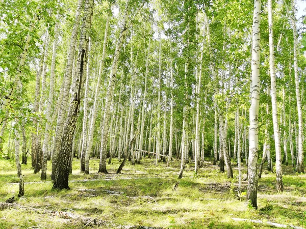 Beautiful Birch Forest Summer — Stock Photo, Image