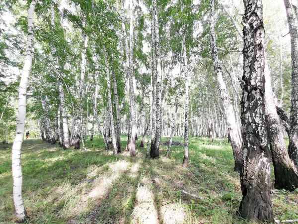 夏天美丽的桦树林 — 图库照片