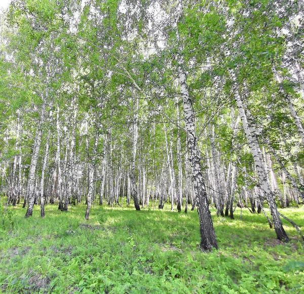 Hermoso Bosque Abedul Verano — Foto de Stock