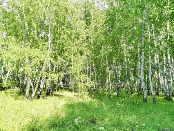 Prachtig Berkenbos Een Zomer — Stockfoto