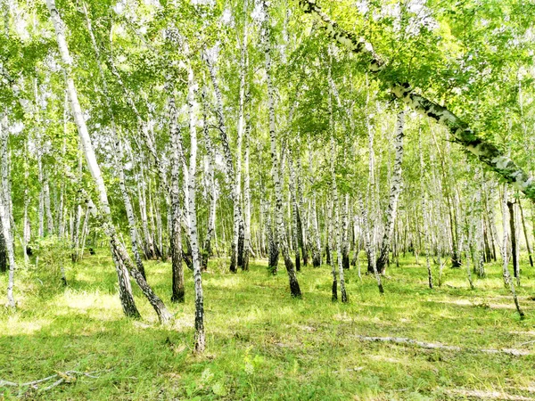 Beautiful Birch Forest Summer — Stock Photo, Image