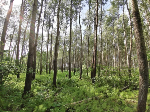 Beautiful Fir Forest Summer — Stock Photo, Image