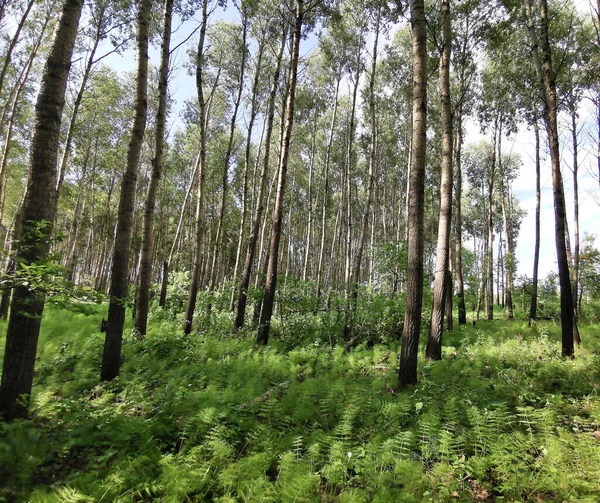 Vacker Gran Skog Sommar — Stockfoto