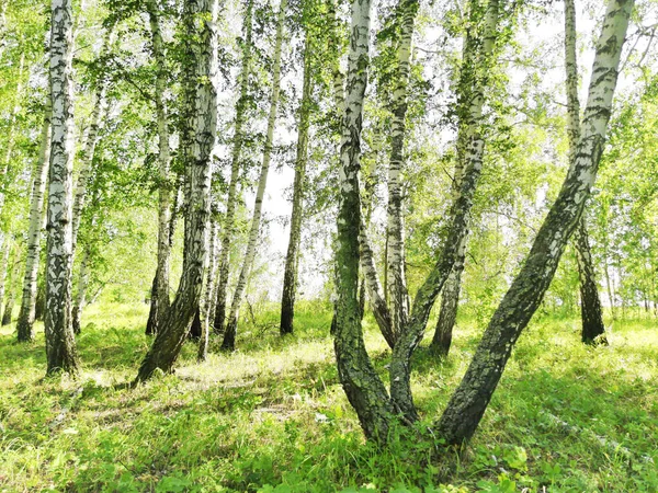 Hermoso Bosque Abedul Verano — Foto de Stock