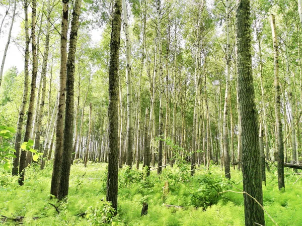 Hermoso Bosque Verano — Foto de Stock