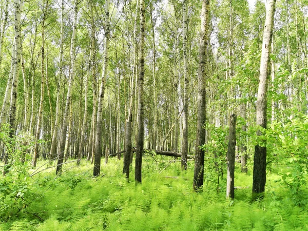 Vacker Skog Sommaren — Stockfoto