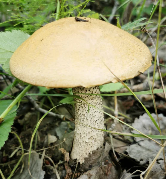 Ehető Gomba Boletus Erdőben — Stock Fotó