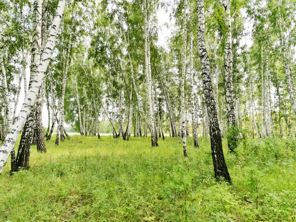 Prachtig Berkenbos Een Zomer — Stockfoto