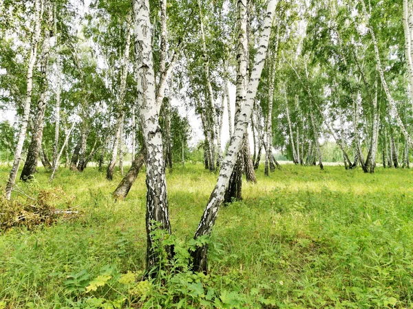 Prachtig Berkenbos Een Zomer — Stockfoto