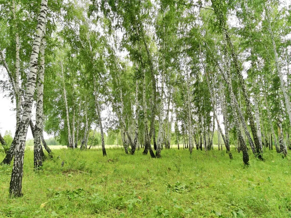 夏の美しい白樺林 — ストック写真