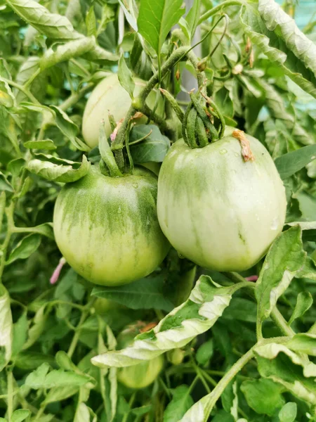 Green Tomatoes Garden — Stock Photo, Image