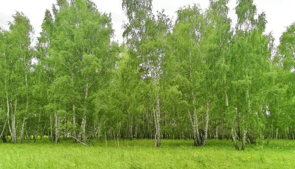 夏の美しい白樺林 — ストック写真