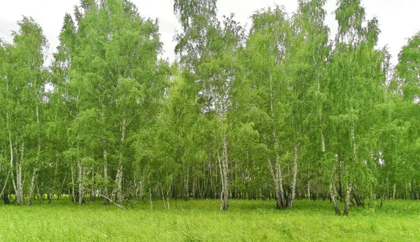 Beautiful Birch Forest Summer — Stock Photo, Image