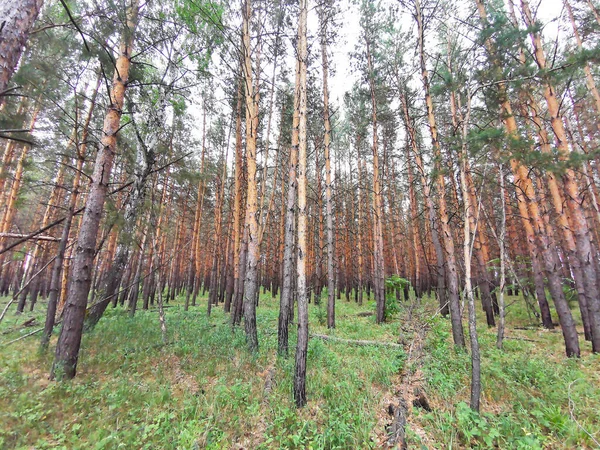 Forêt Pins Été — Photo