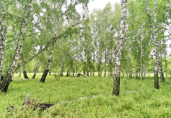 Vacker Björkskog Sommaren — Stockfoto